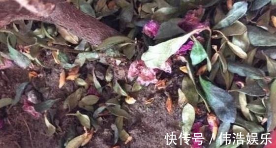 蓝妖|月季花杜鹃花栀子花总是养不活教你一招，连开3个月！