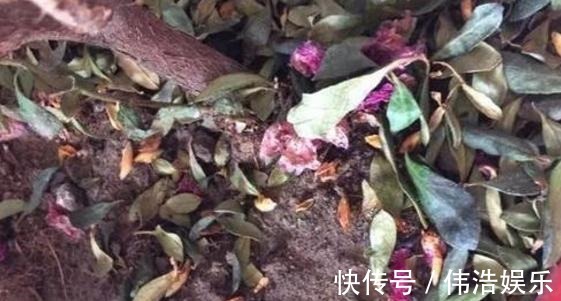 蓝妖|月季花杜鹃花栀子花总是养不活教你一招,连开3个月!