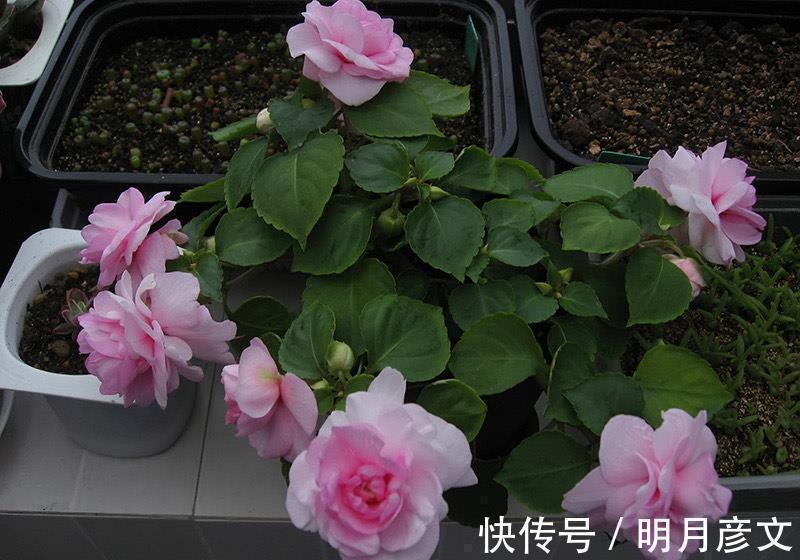 技巧|一种自带仙气的花,能扦插很好养,几点技巧让它长势好更多花