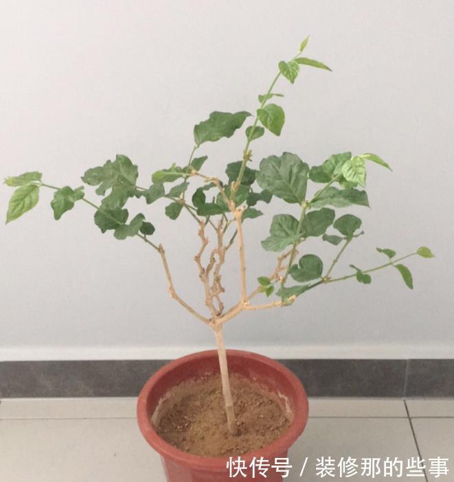 长势|养茉莉栀子花，千万别用2种土，用了就黄叶，养一盆死一盆
