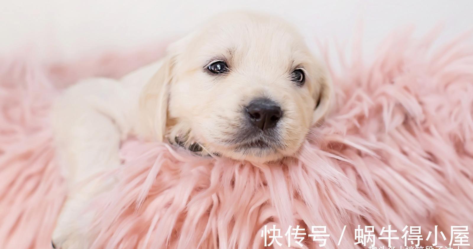 |搞笑段子:弟弟太丑老爸非要做鉴定,结果鉴定完,大家笑了一夜