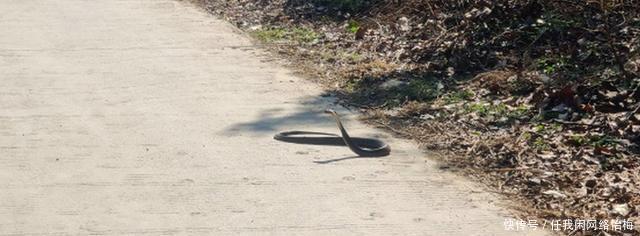 反常升温,广东钓鱼人外出钓鱼遭遇“夺命蛇”拦路,这不冬眠了