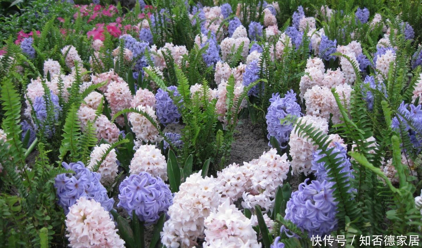 家中千万不要摆这些绿植,对身体不仅没有帮助,还会起反作用