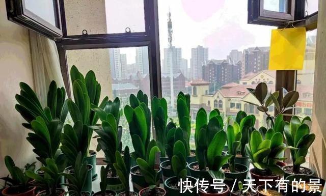 天冷了，这4种花，大肥大水要跟上，年底开爆盆