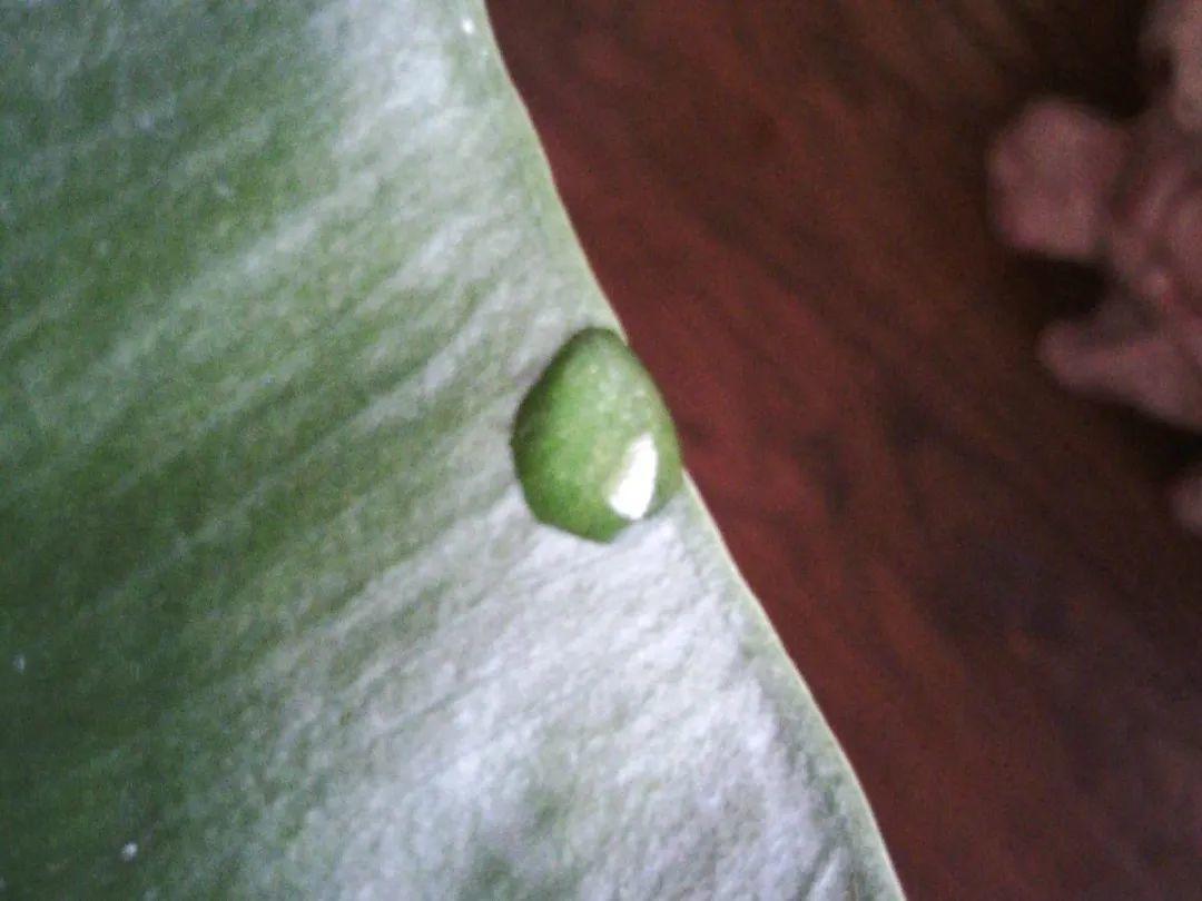 花叶子噗噗冒水珠,恭喜你,把花养灵了!
