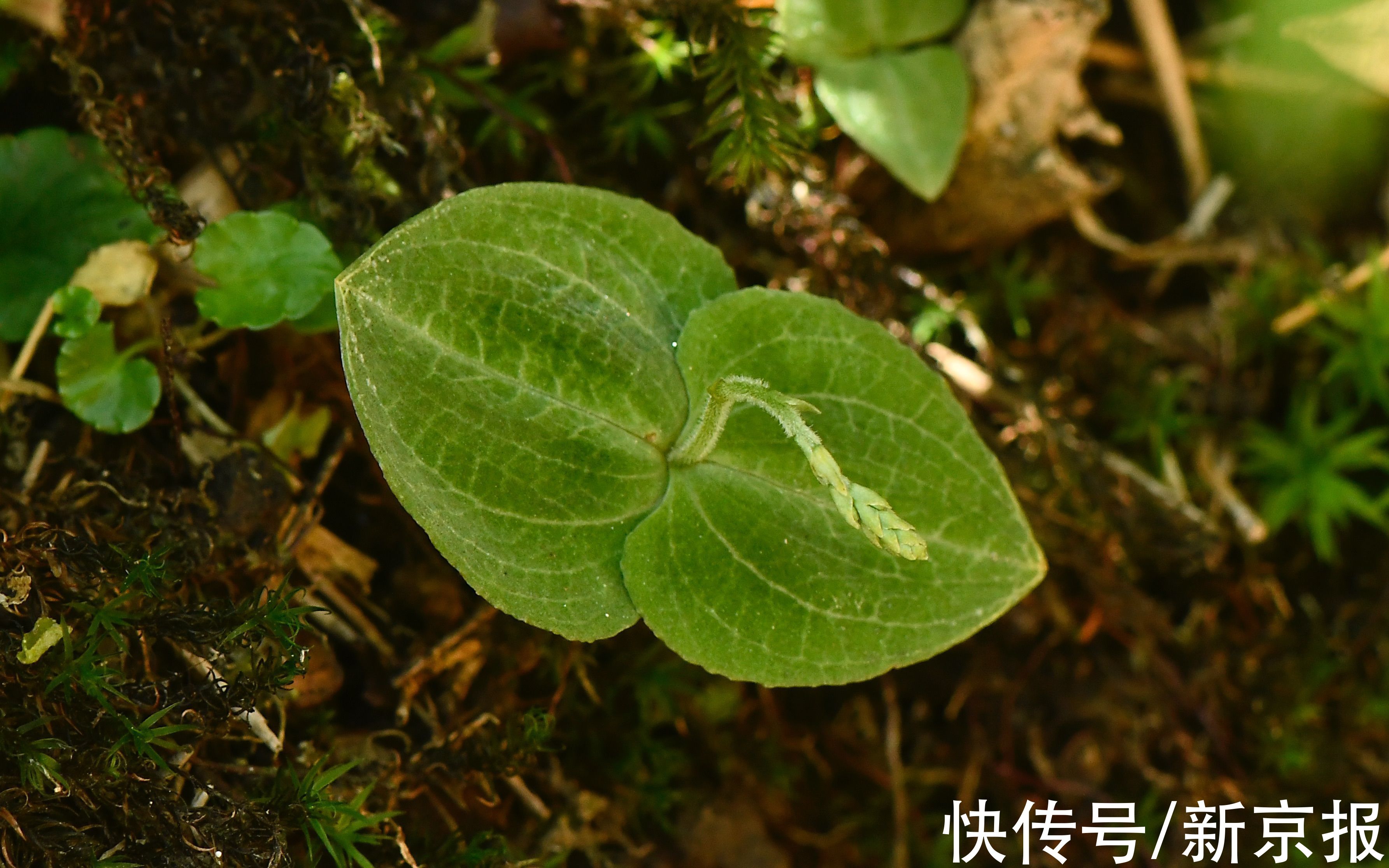 武夷山|自开展体制试点以来，武夷山国家公园累计发现11种动植物新种