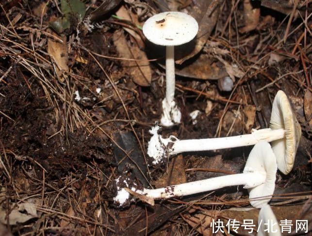 死亡率|死亡率极高！贵州人很爱吃的这种野味，又到中毒高发期