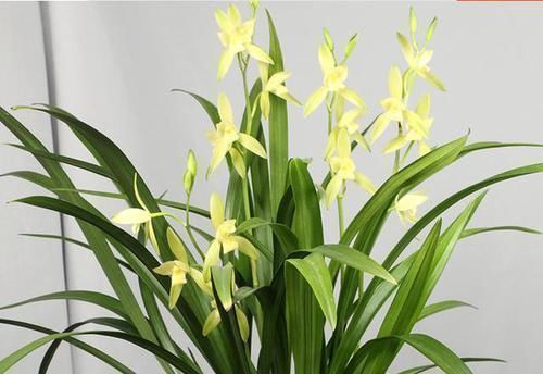 最爱开花的兰花,花色纯洁,香味浓郁,四季不落花,文人雅士最爱