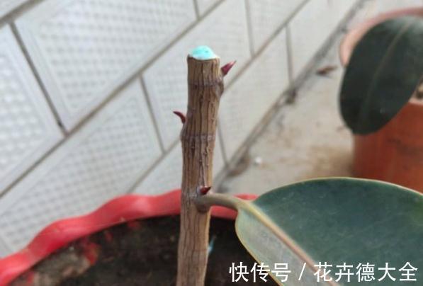 7种花，现在要砍头，冲天炮变成爆炸头