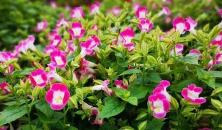 几款花卉,好养易爆盆,花朵迷人,散发阵阵花香