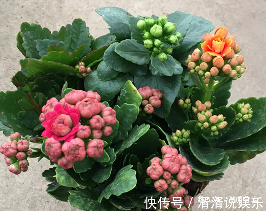 病弱|养花应注意，三种水不能浇，三种肥不能施，不然就会出问题