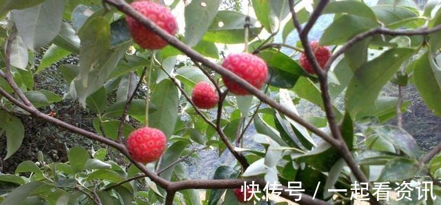 野荔枝|农村野果从小吃到大,殊不知树干被称“帝王木”,经济效益可观