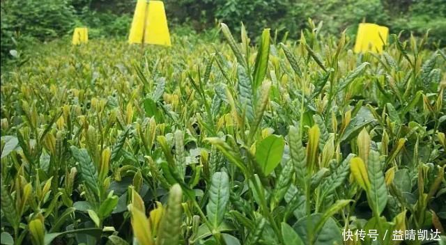 “在喝茶时,人们都会把第一泡倒掉!”茶叶真的很脏吗?