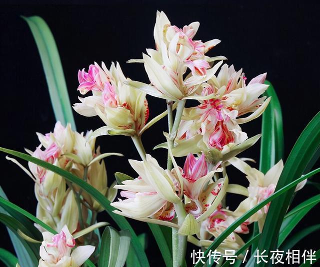 建议别错过的兰花之王，花朵够大开花够多，香味纯正，还特别好养