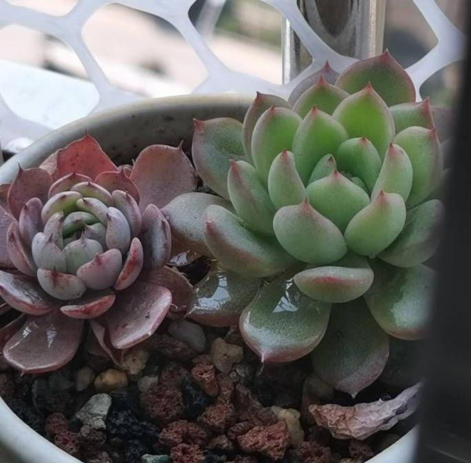 度夏|多肉植物度夏，有3招，到了秋天就变美，颜值更高了