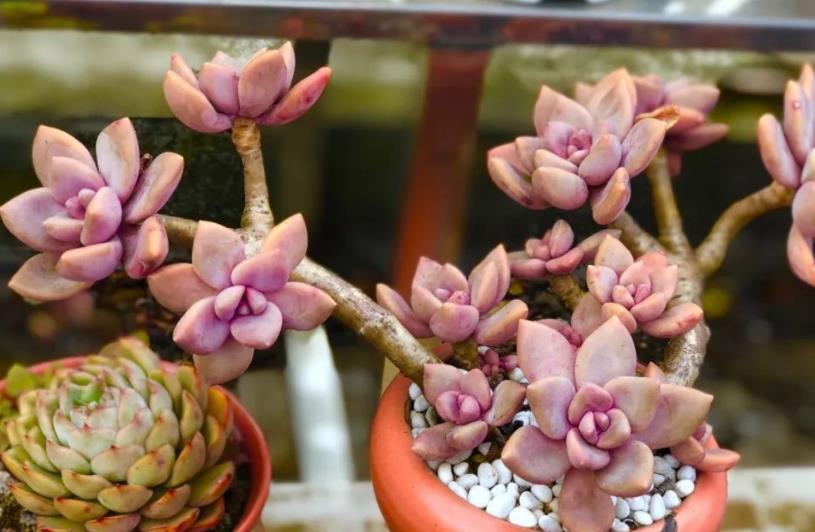 多肉姬胧月和冬美人如何选择?看看老花匠怎么说,你就知道了