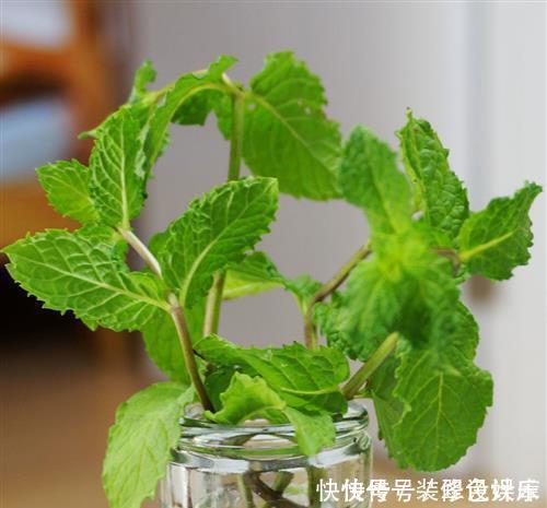 杀菌|卫生间没窗户？养此4种花，耐阴好活，关键：除臭、杀菌，空气好