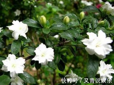媳妇|媳妇养栀子花有方法,浇花时放点它,叶片翠绿肥厚花开不断!