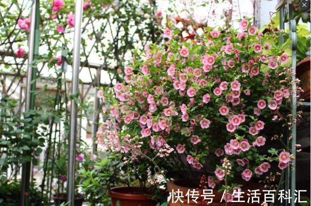 全年|绿化植物之一小木槿,开花堪比机器,好看又好养,全年无休