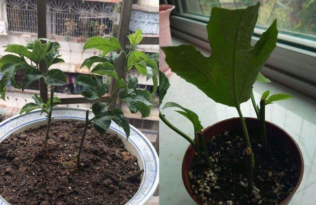 1种“水果”，秋天剪1个枝插盆里，20天长根，年年结满果，吃不完