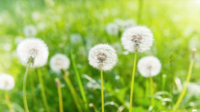 杀死|蒲公英泡水喝能杀死癌细胞?中药专家告诉你答案