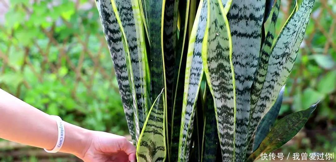 养芦荟、虎皮兰,这样“配土”,3年不换盆,叶片水灵,长势旺