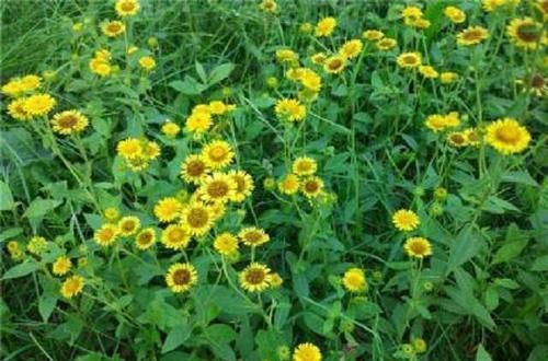  价值|此草开黄花，外形不出色但价值珍贵，株型优美，花开香气怡人