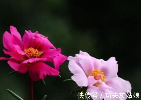 8种多肉皮实又好养,开花超级美丽,总有一种是你喜欢的