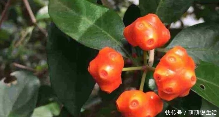 农村这种植物,果实有坑人称“鸡眼藤”,具有补肾作用,见过吗?