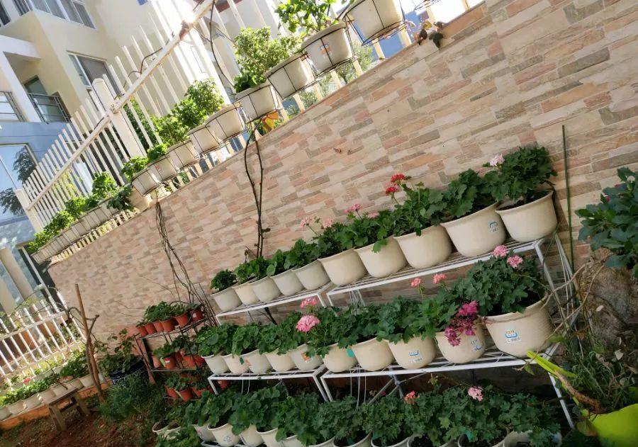 养花技巧:大冬天,她家的小院开满200盆花,全家人过年围着看!