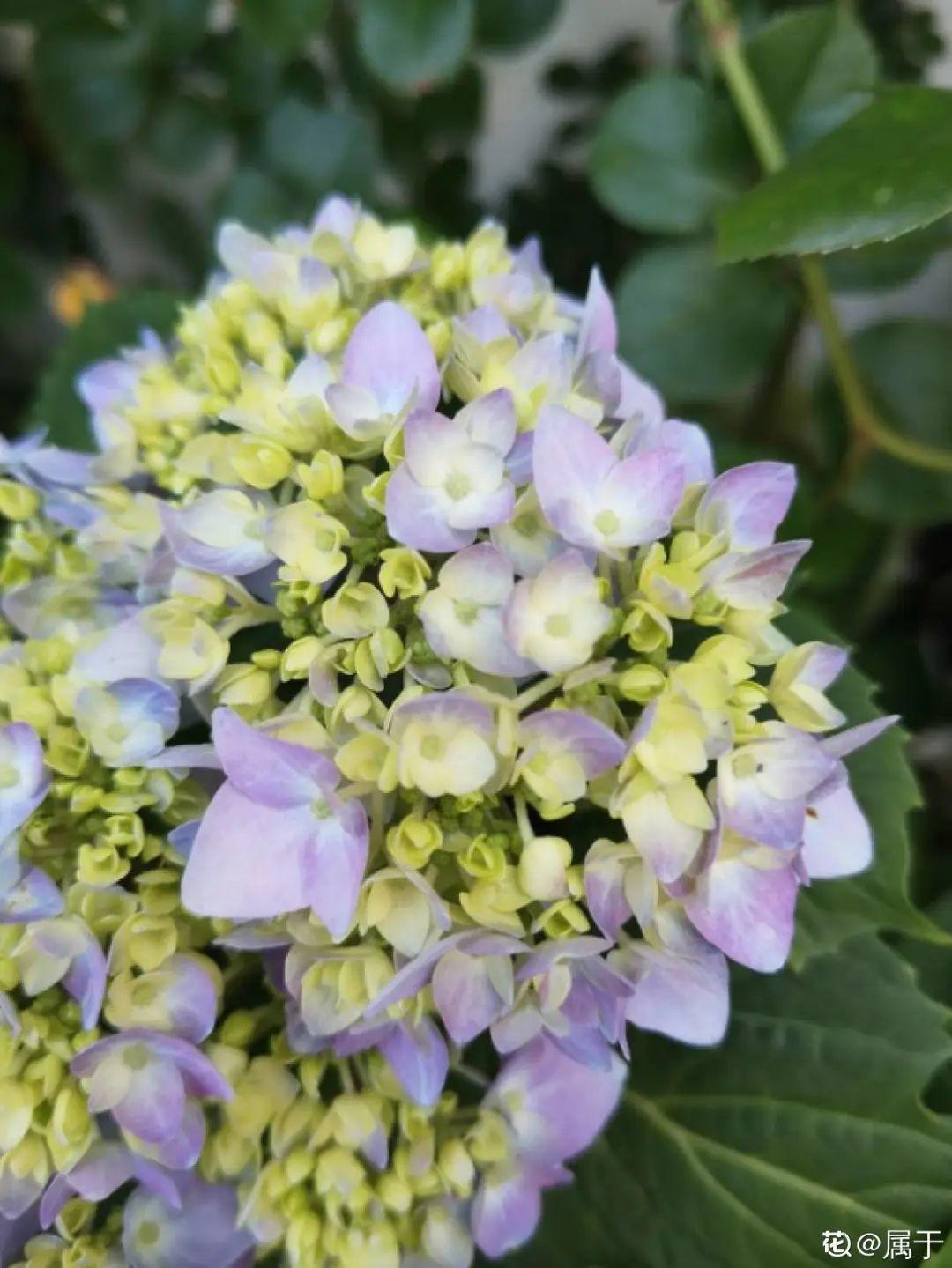 折腾不死的25种花,咋养都爆盆,家里必须养!