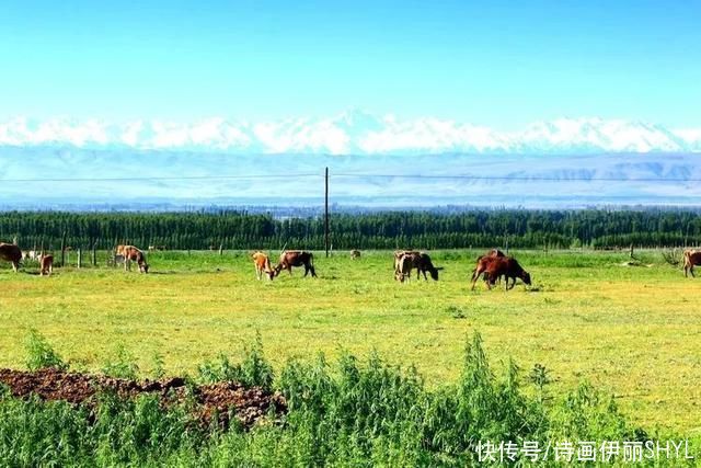 5月伊犁的草原山花烂漫，天山红花无疑是其中最靓丽的一道风景