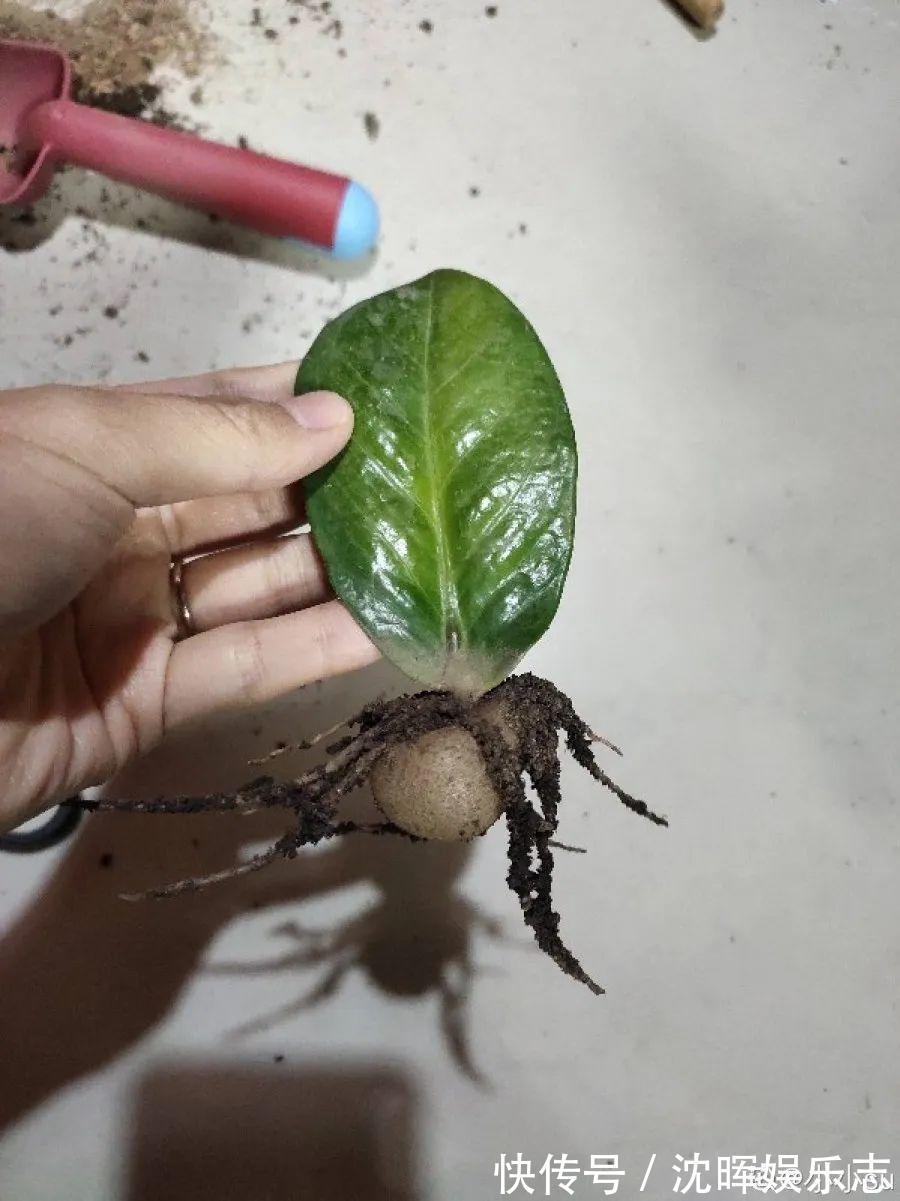 非洲堇|这花送人,只用送一片叶子,插土就活不心疼!