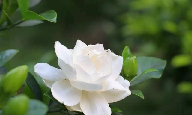 栀子花不开花、养不活不是花难养,而是方法错了