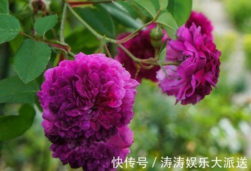 妖娆|“珍品玫瑰”紫玉玫瑰,花开妖娆,赏心悦目,你值得拥有