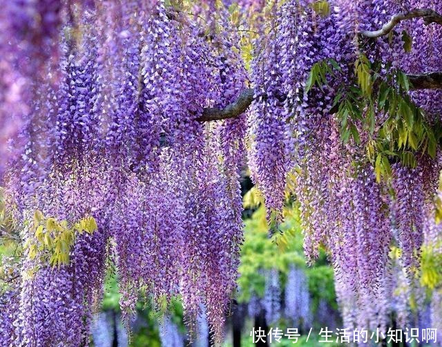 家养紫藤花,一养一百年,开成花隧道,紫气满园来!