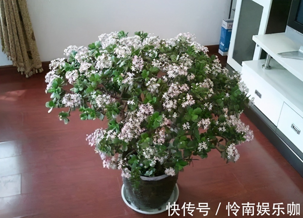 金钱树|建议爱花人：4种花，加起来不超百元，却有好寓意