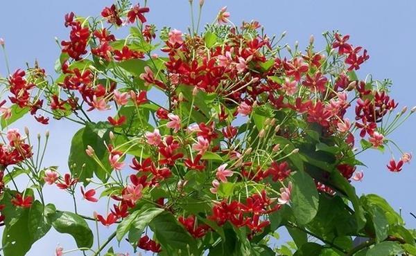 此花是花中极品良药,就像一个白衣天使,保护着众人的身体安康!