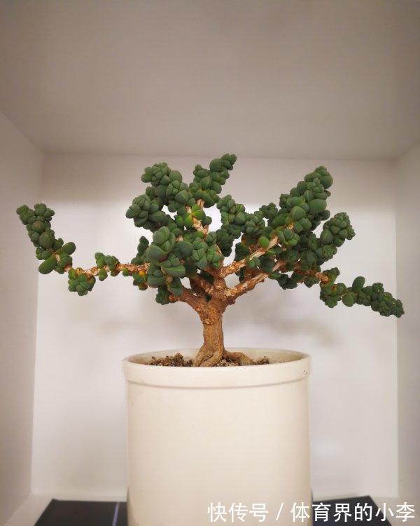 多肉鹿角海棠,经过大师修剪,养成了盆景老桩,价格翻了10倍