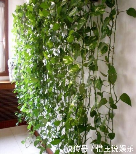 养绿萝这点最关键,叶子绿油油,新芽蹭蹭冒,1个月爆成绿瀑布!