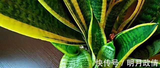 把虎皮兰的叶子这样剪一下,一盆能变好几盆