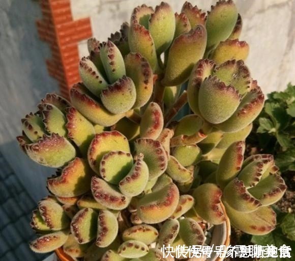 光照|家庭养多肉，掌握这7点，就没有养不好的多肉植物！