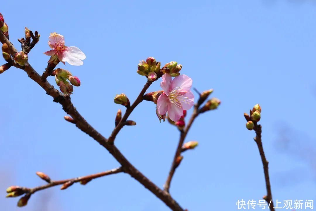 说出来你可别不信，松江这里的樱花已经开了