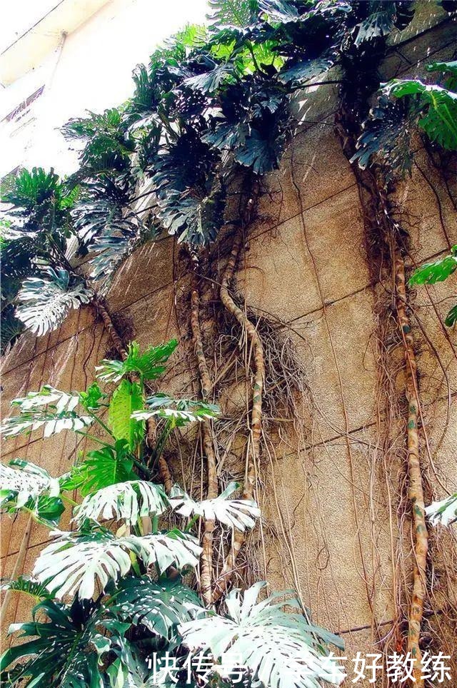 1米7的天竺葵,开花成瀑布,太震撼了!