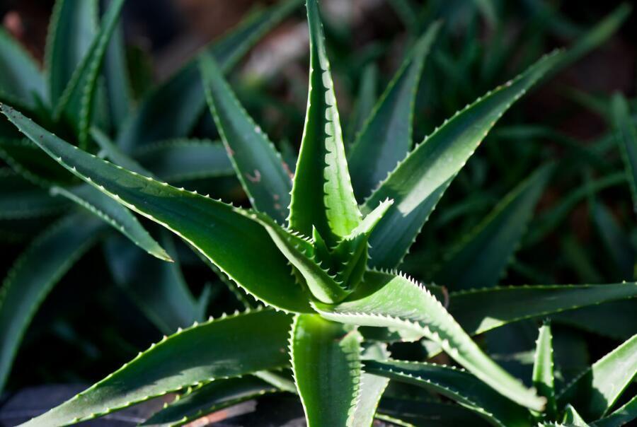 你家里有芦荟吗可惜知道的人并不多，快告诉家里人