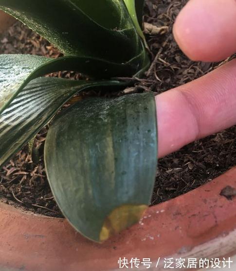 君子兰黄叶，黑尖，烂叶，烂根，怎么办