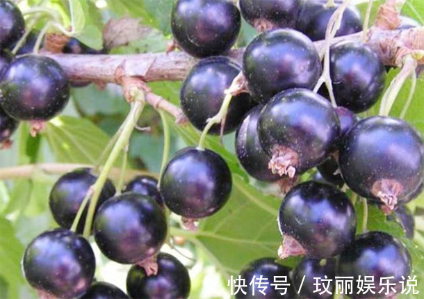 补肾|男人多吃四种“肾黄金”，比吃枸杞厉害，50岁后依旧“肾强腰壮”