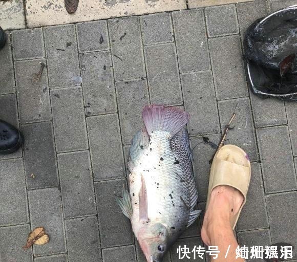 河道|实拍广州城中村河道,野生鱼成灾,有人一天钓几十斤,却踩死丢弃