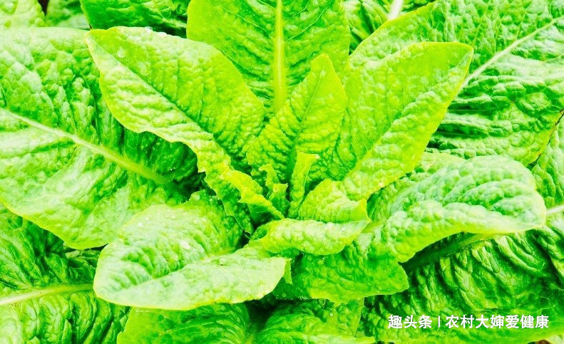 乳腺癌|女性常月经不调,多食用此菜,痛经好了,防乳腺癌,让子宫变干净