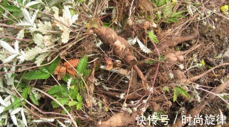 鸡腿根|农村才有的一种野草，它根常被挖来当“零食”吃，全株珍贵得重视